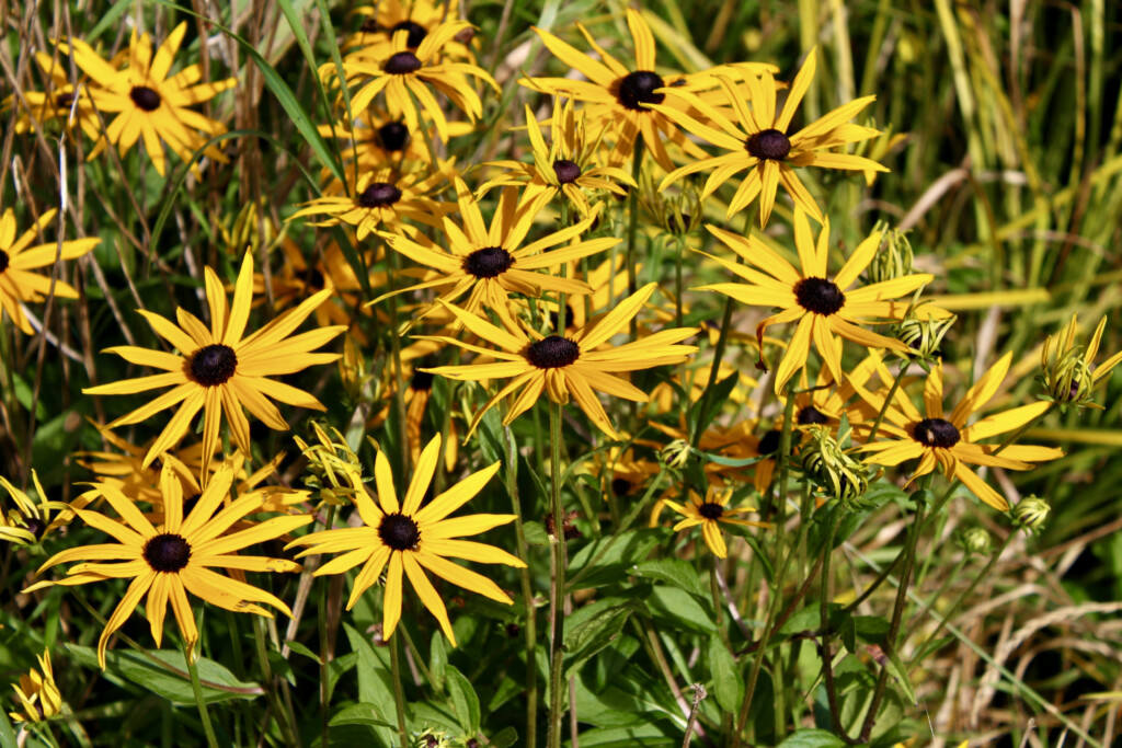 Coneflowers