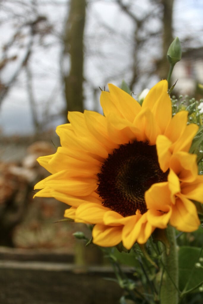 Sunflower