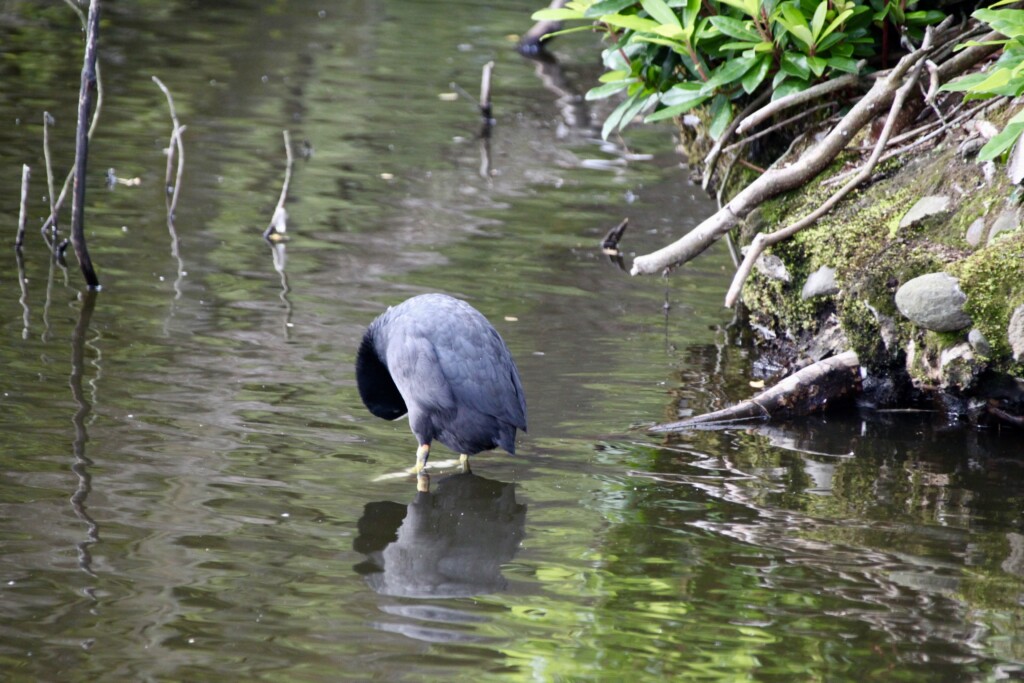 Coot at Callendar Park