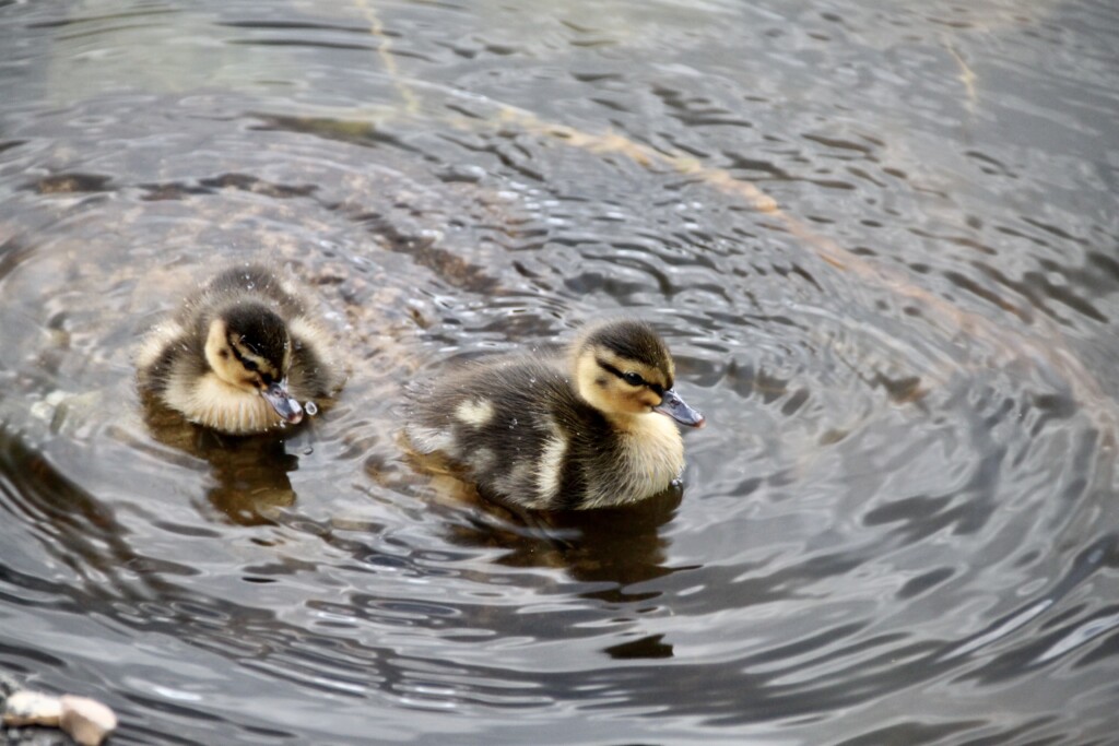 Ducklings