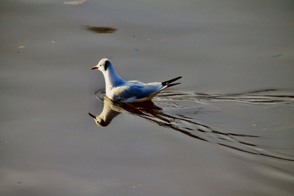 Tern