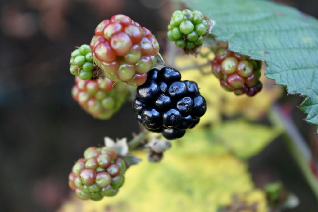 Blackberrys