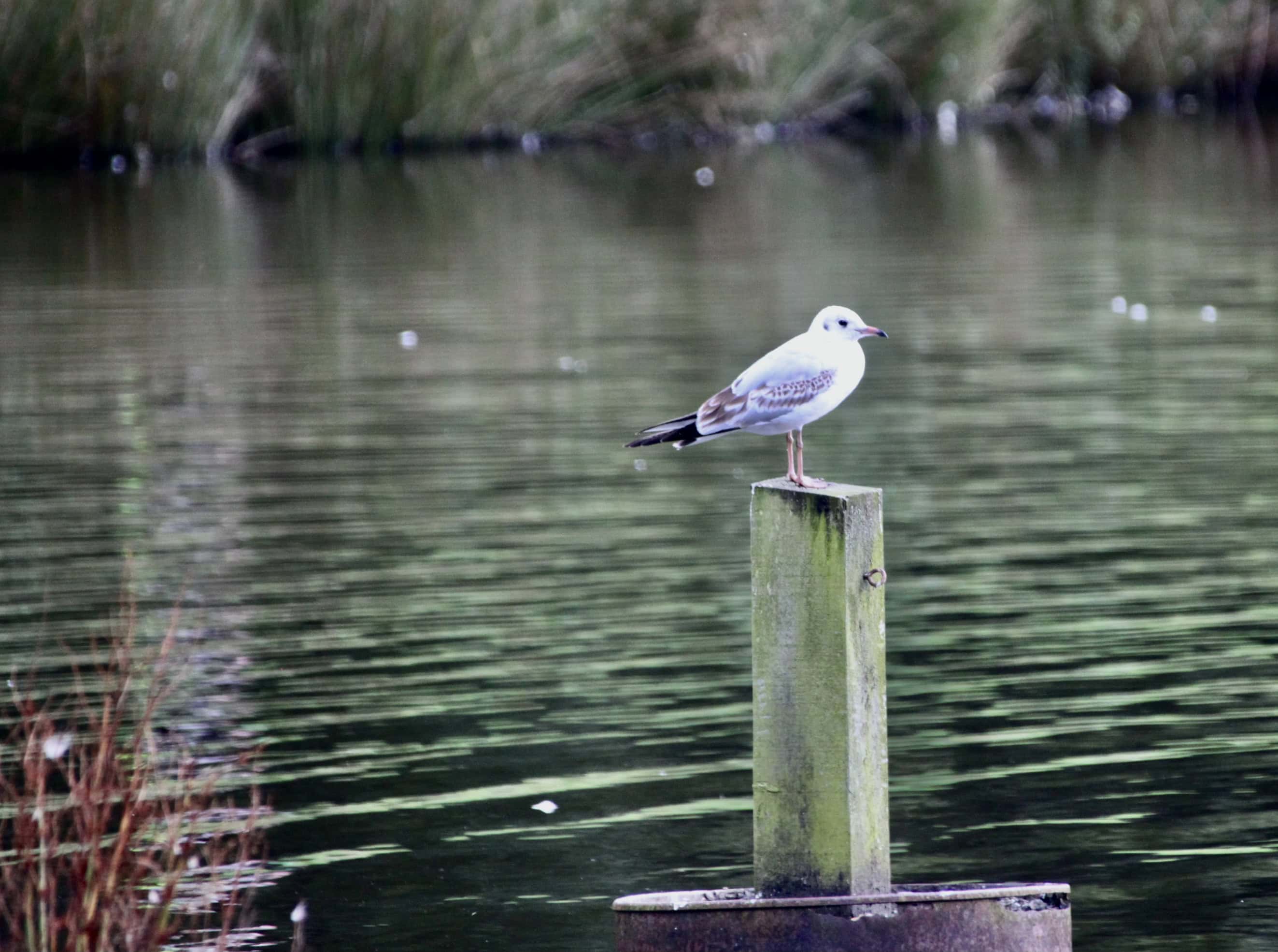 To Find a Seagull, First Find a Post — CFFC