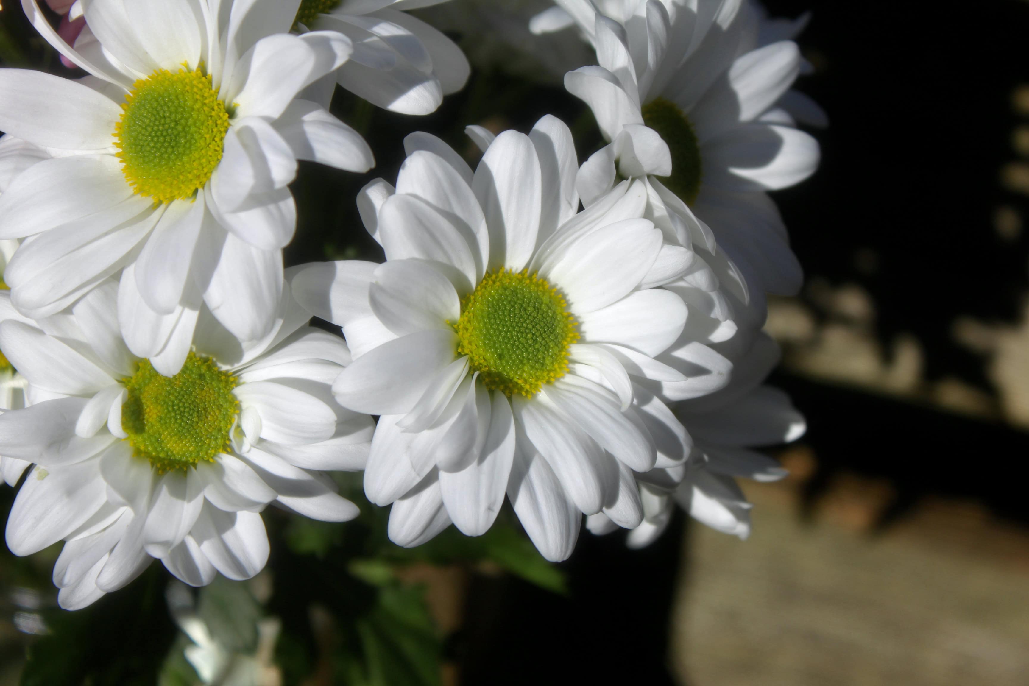 White Chrysanths — FOTD Mar 26