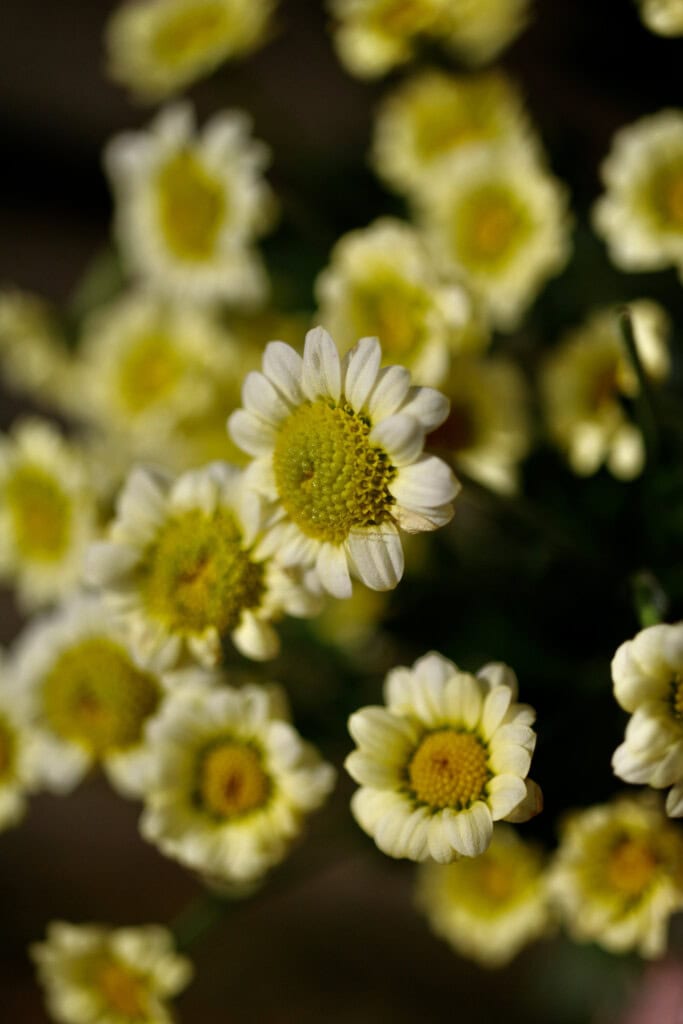 Small yellow chrysanths