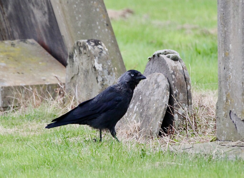 Jackdaw