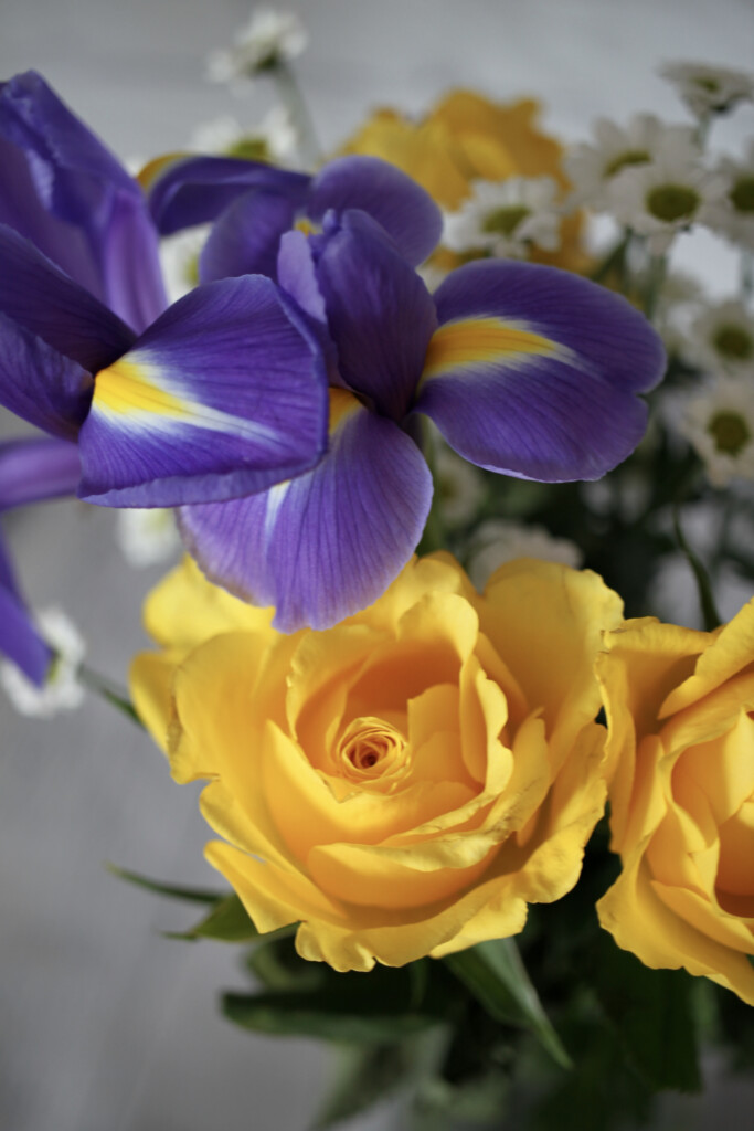 Iris & a rose