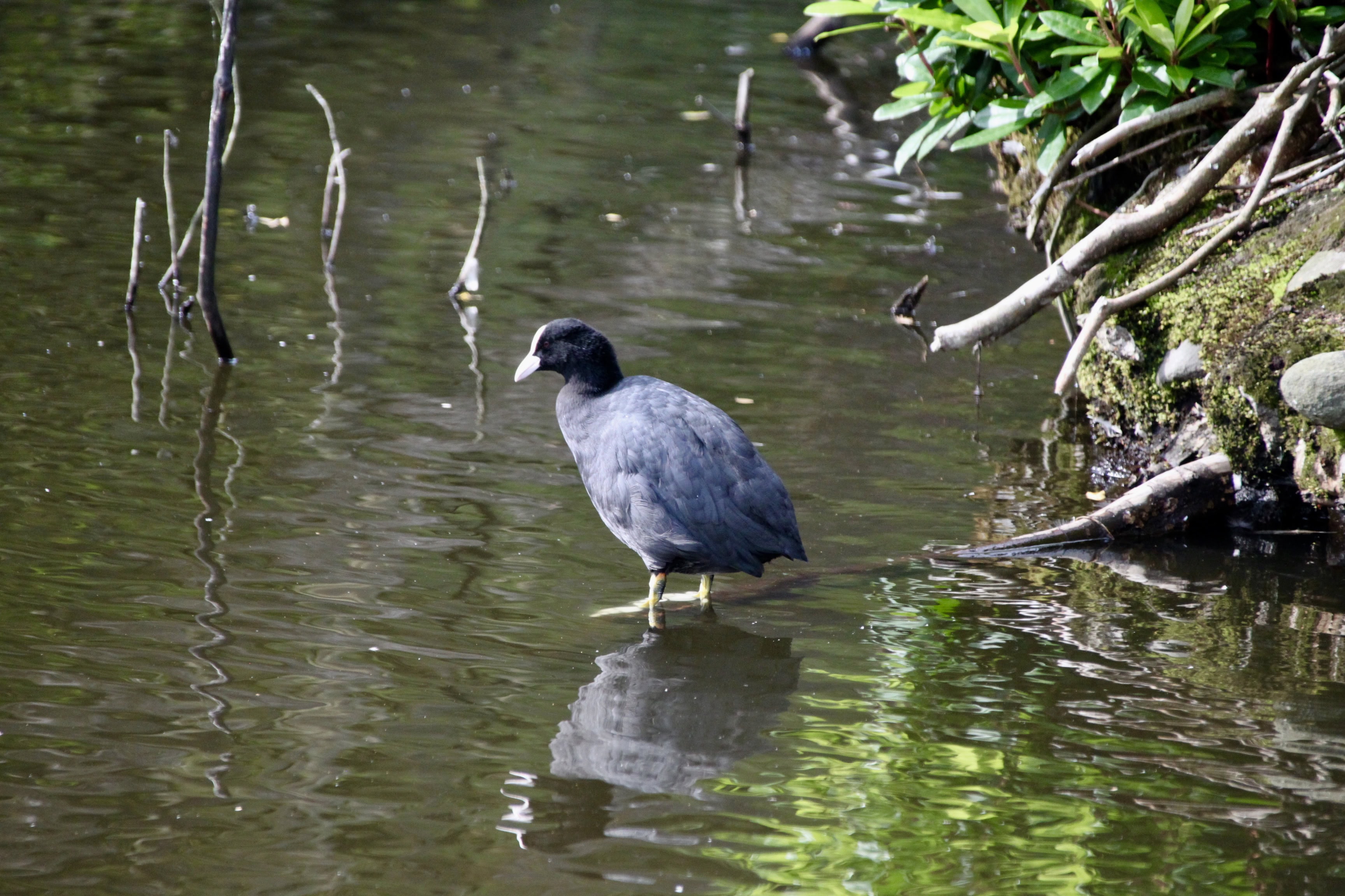 Bird Weekly – Photo Challenge — Reflections of Birds