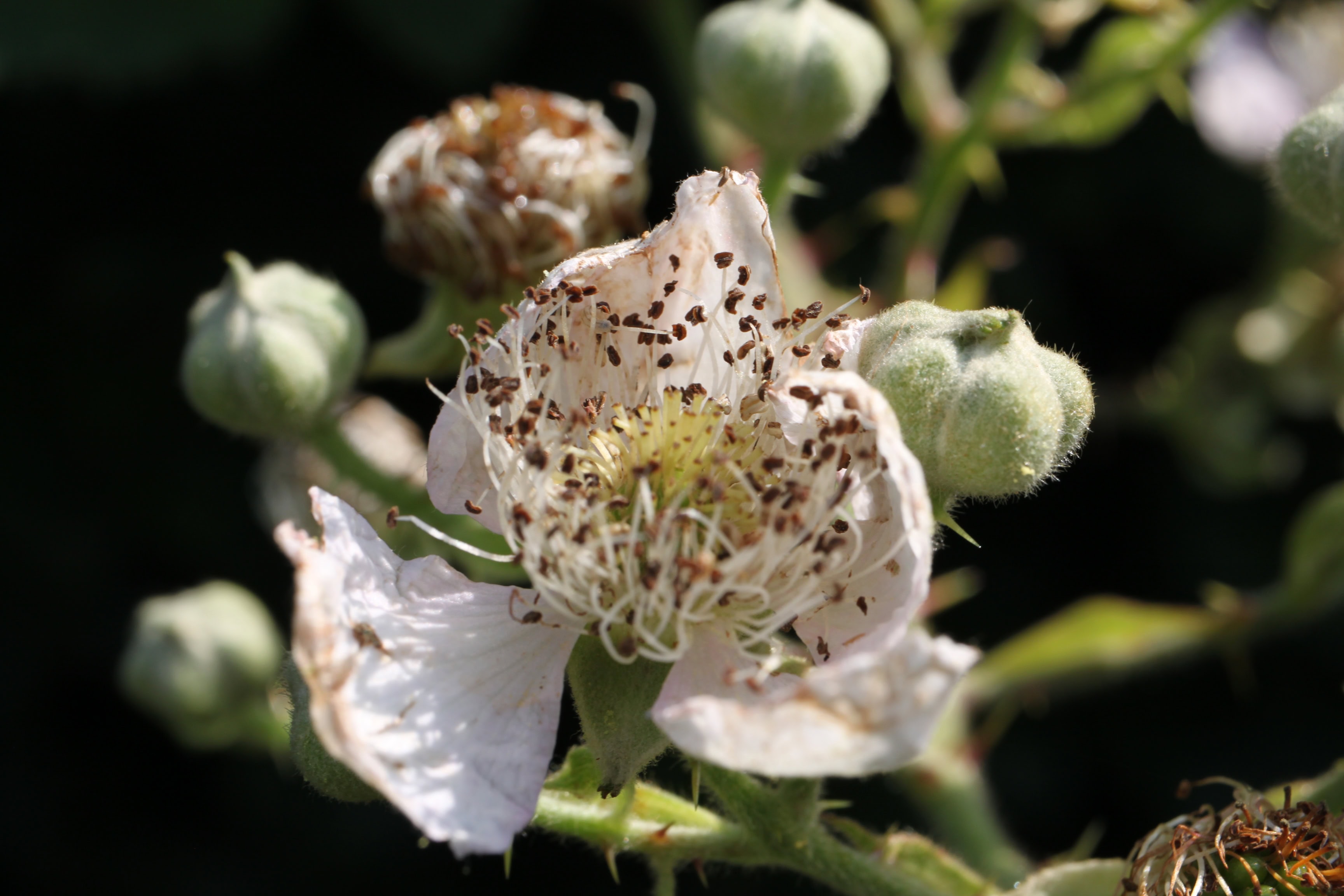 Bramble Flowers — FOTD Mar 22
