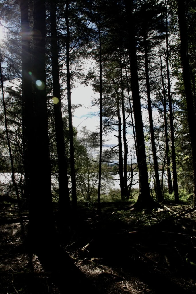 Wooded glade