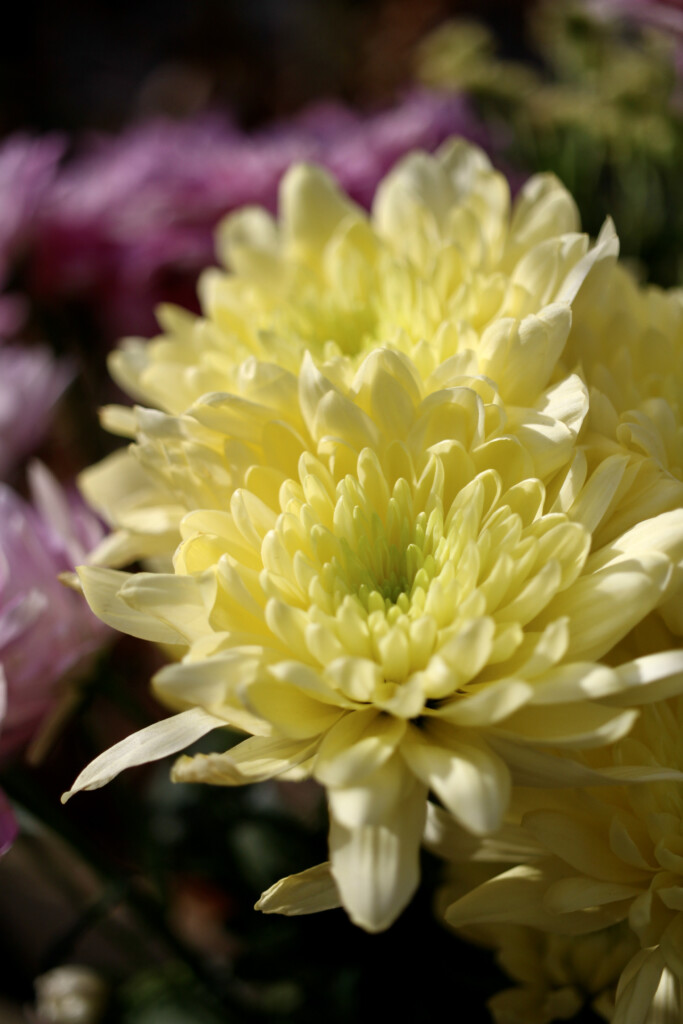 Yellow chrysanths
