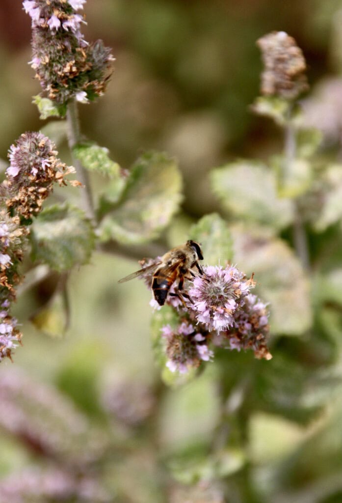 Honey bee
