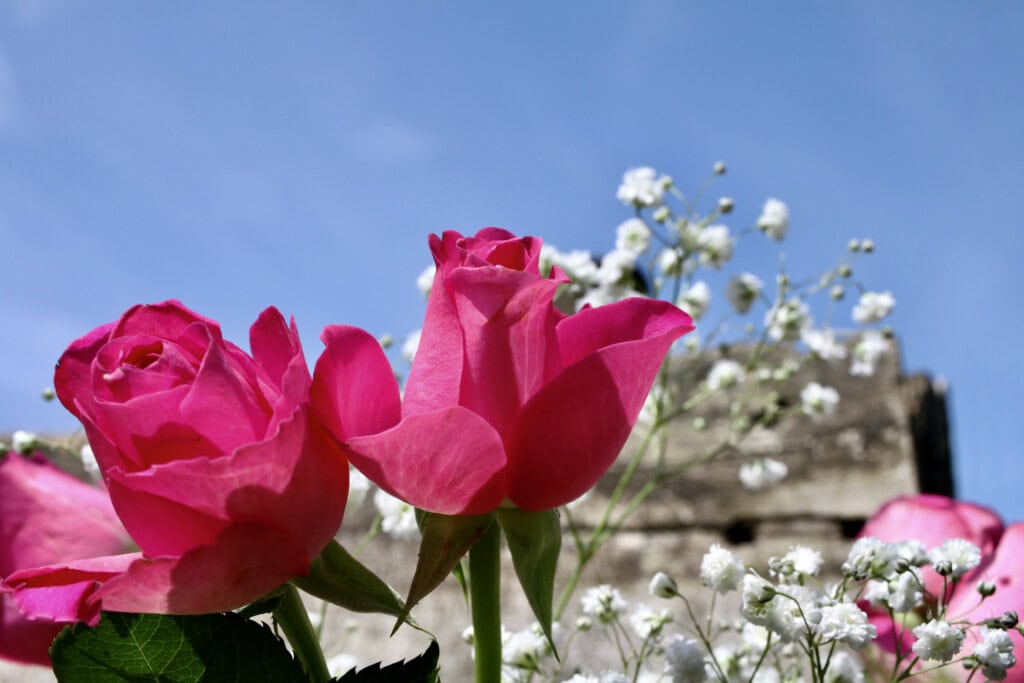Pink roses & baby's breath