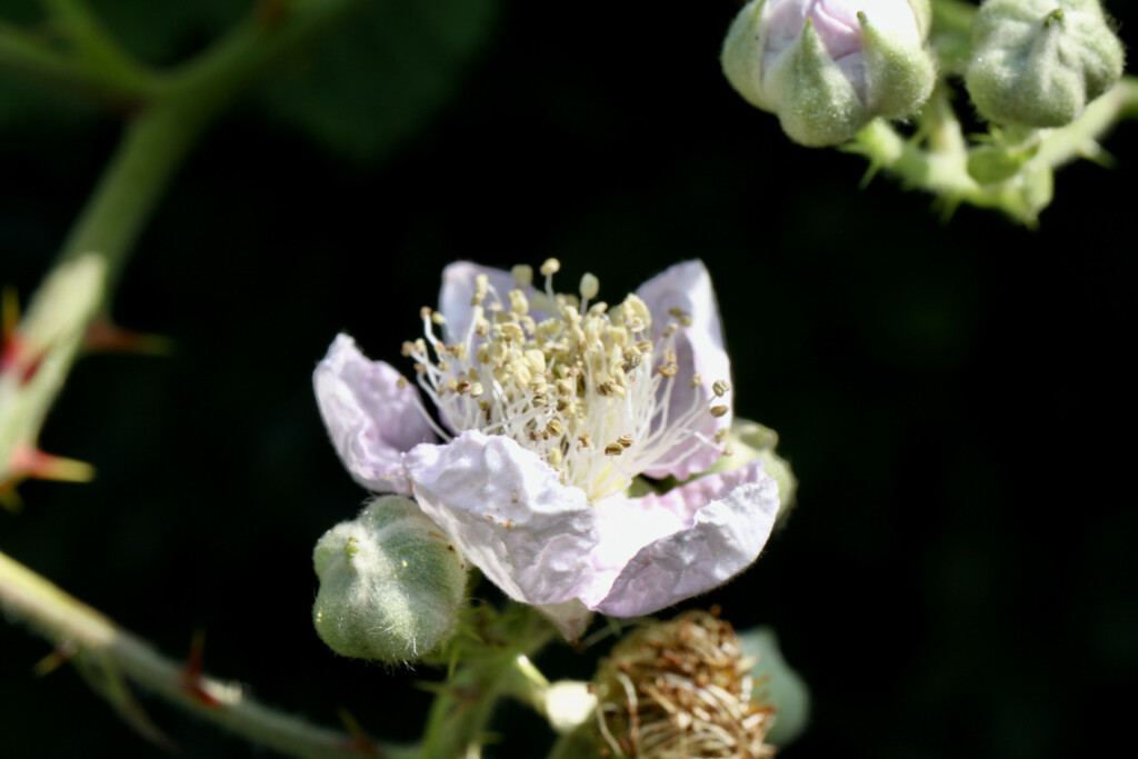 Bramble flower