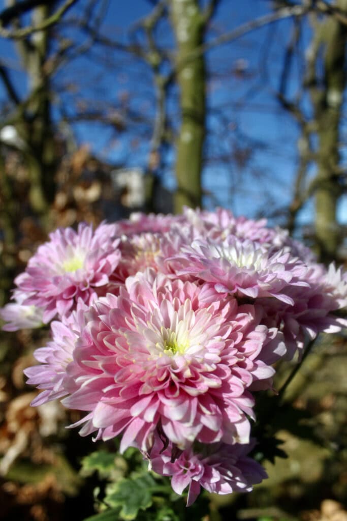 Pink chrysanths