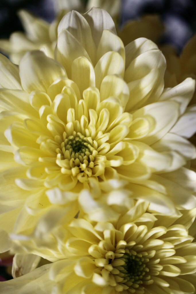 Yellow crysanths