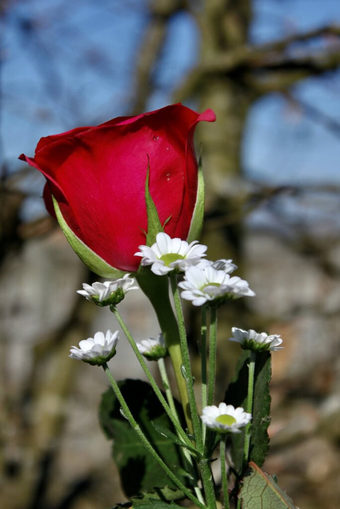 Red rose