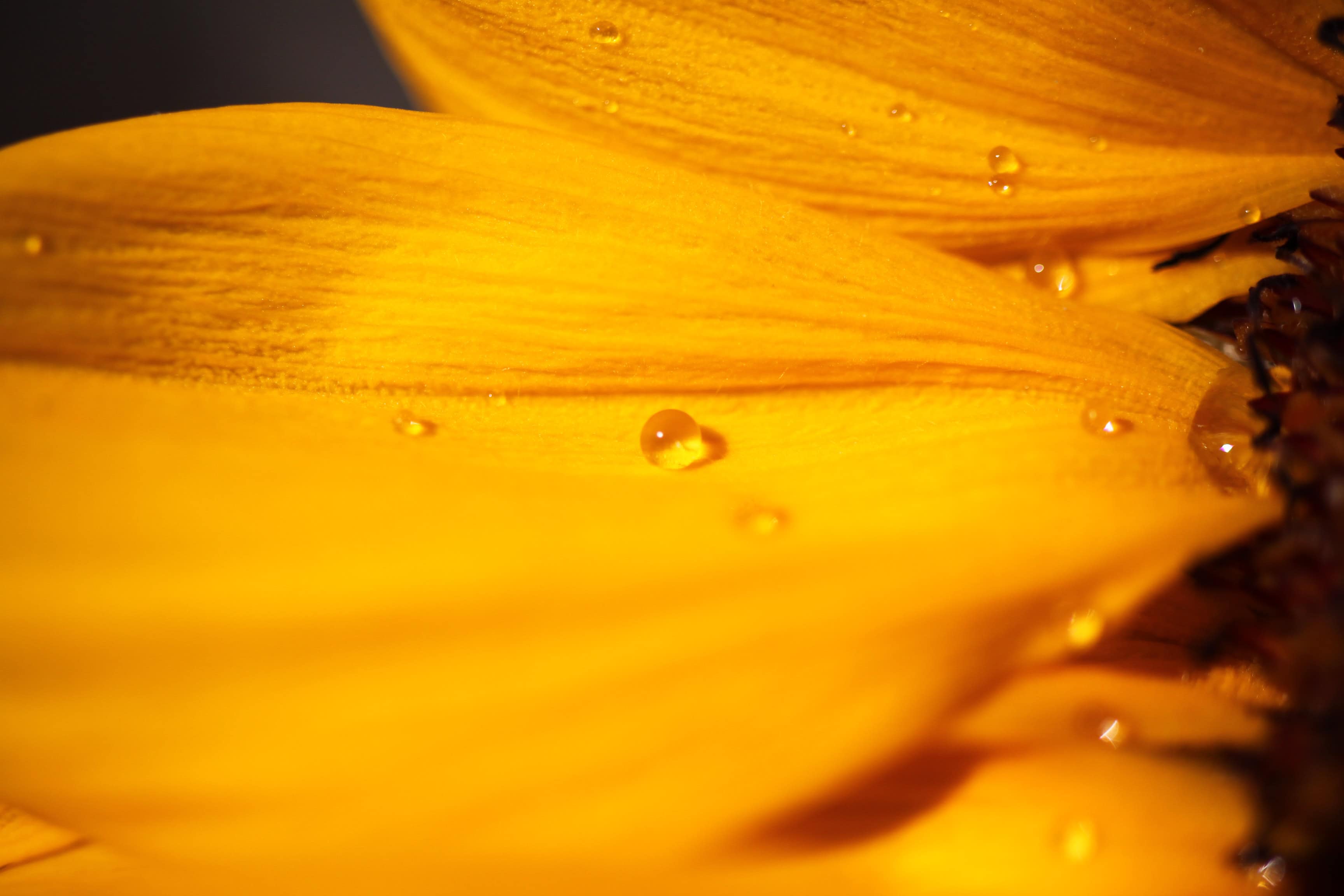 Tiny Waterdroplets on Sunflower Petals — Macro Monday Apr 19