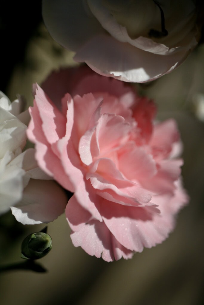 Pink carnation