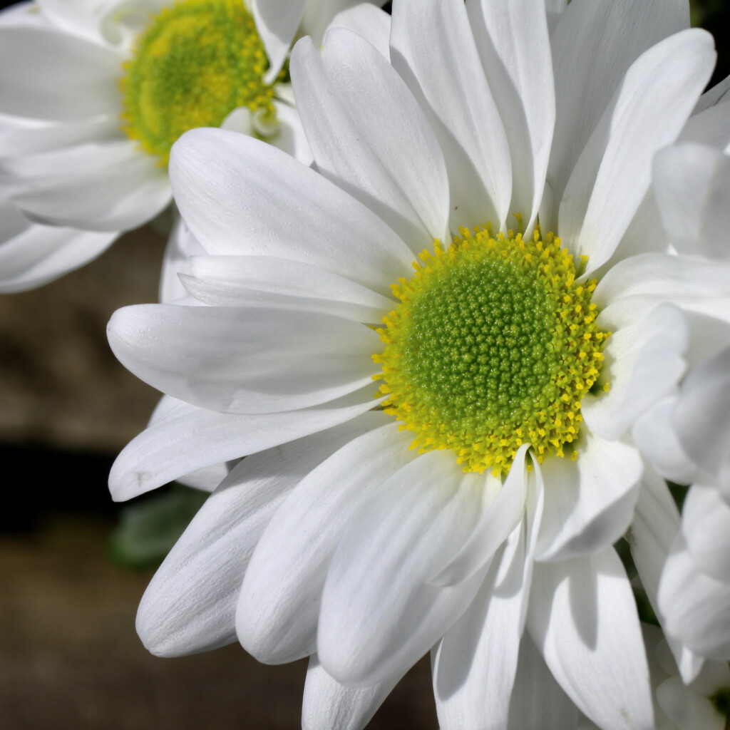 White chrysanth