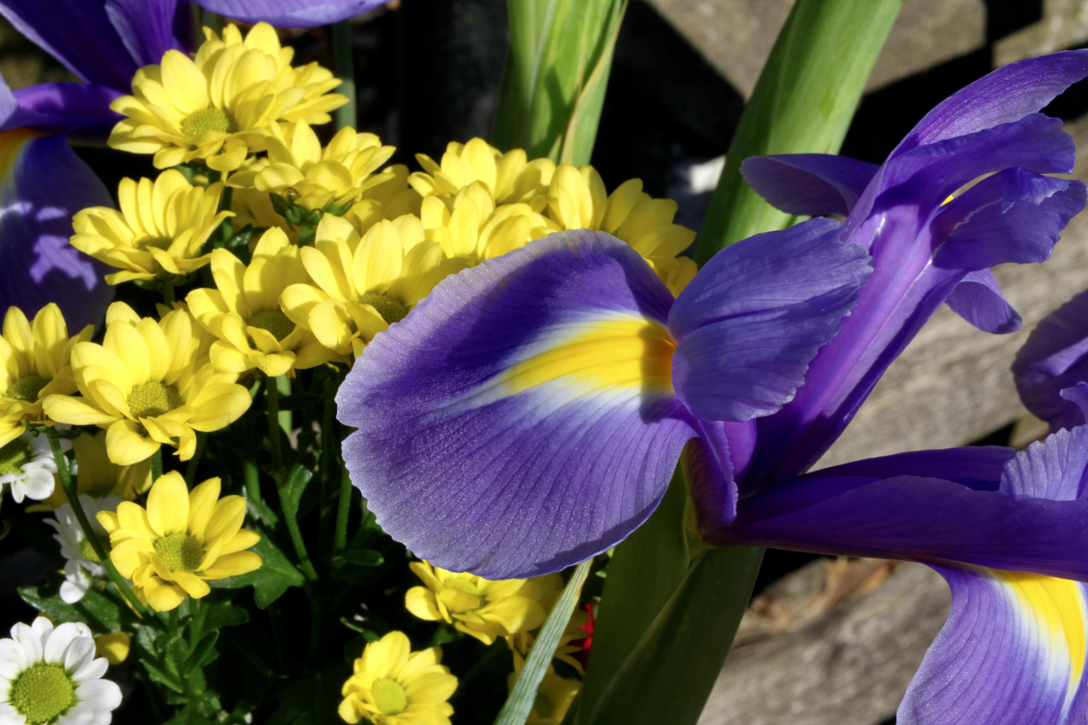 Irises #4 — FOTD Apr 21