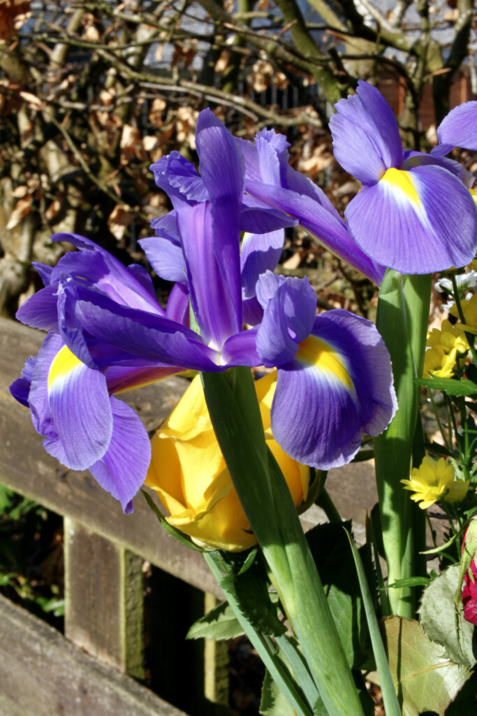Irises