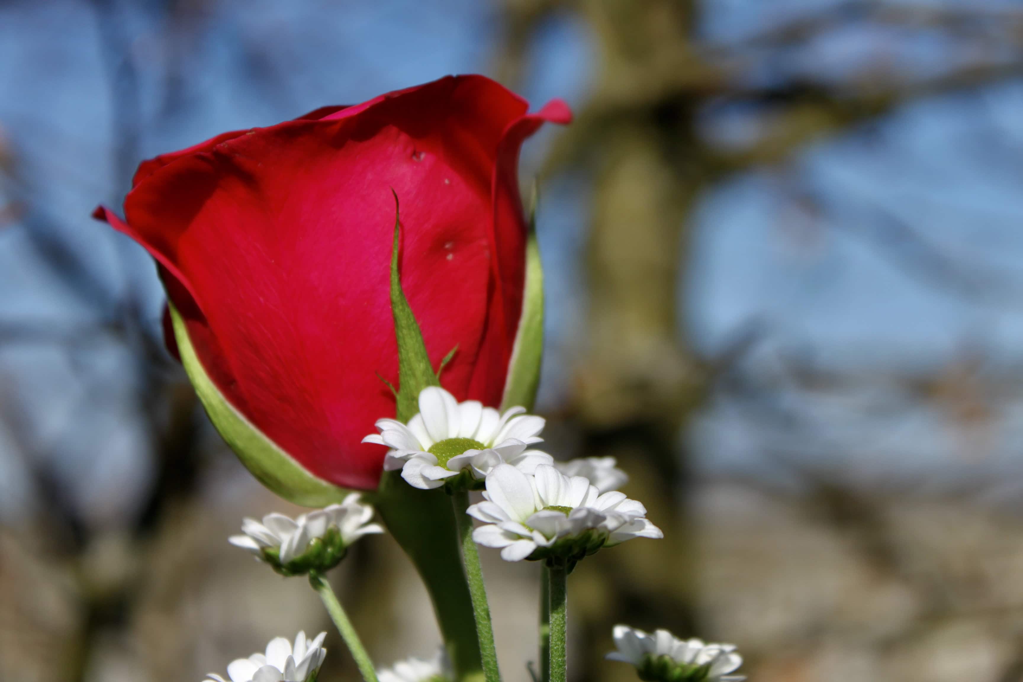 Red Rose — FOTD Apr 29