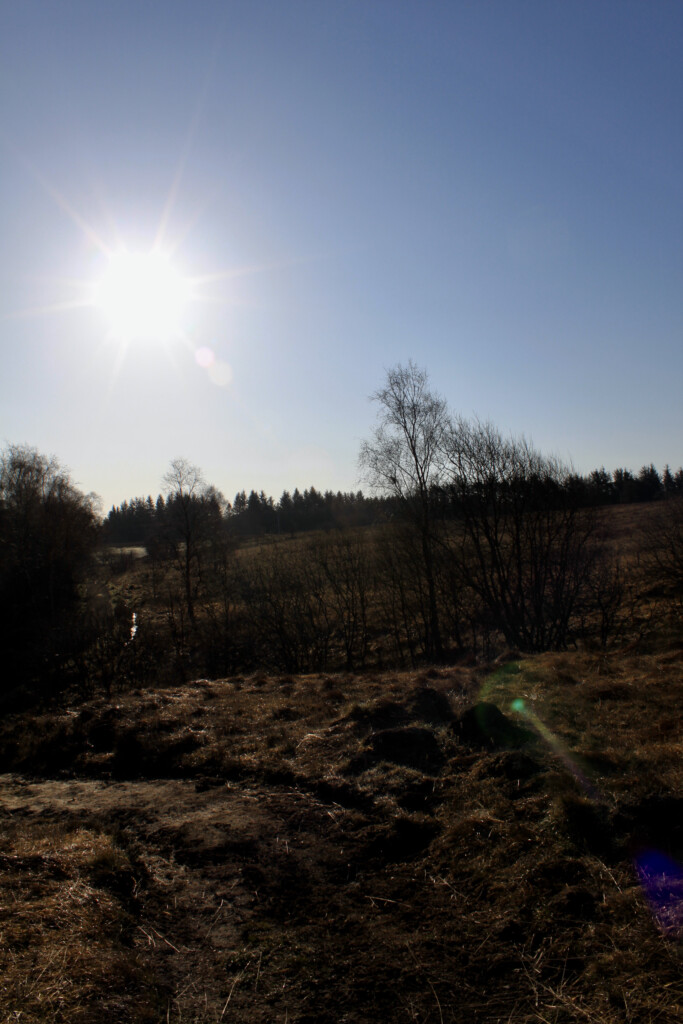 Sunshine in Palacerigg Country Park
