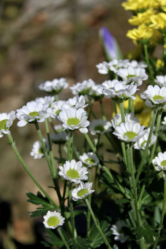 White chrysanths