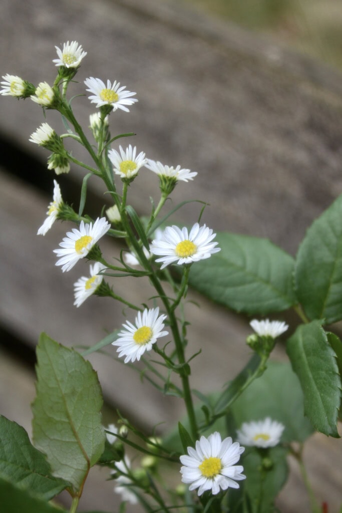 Daisies