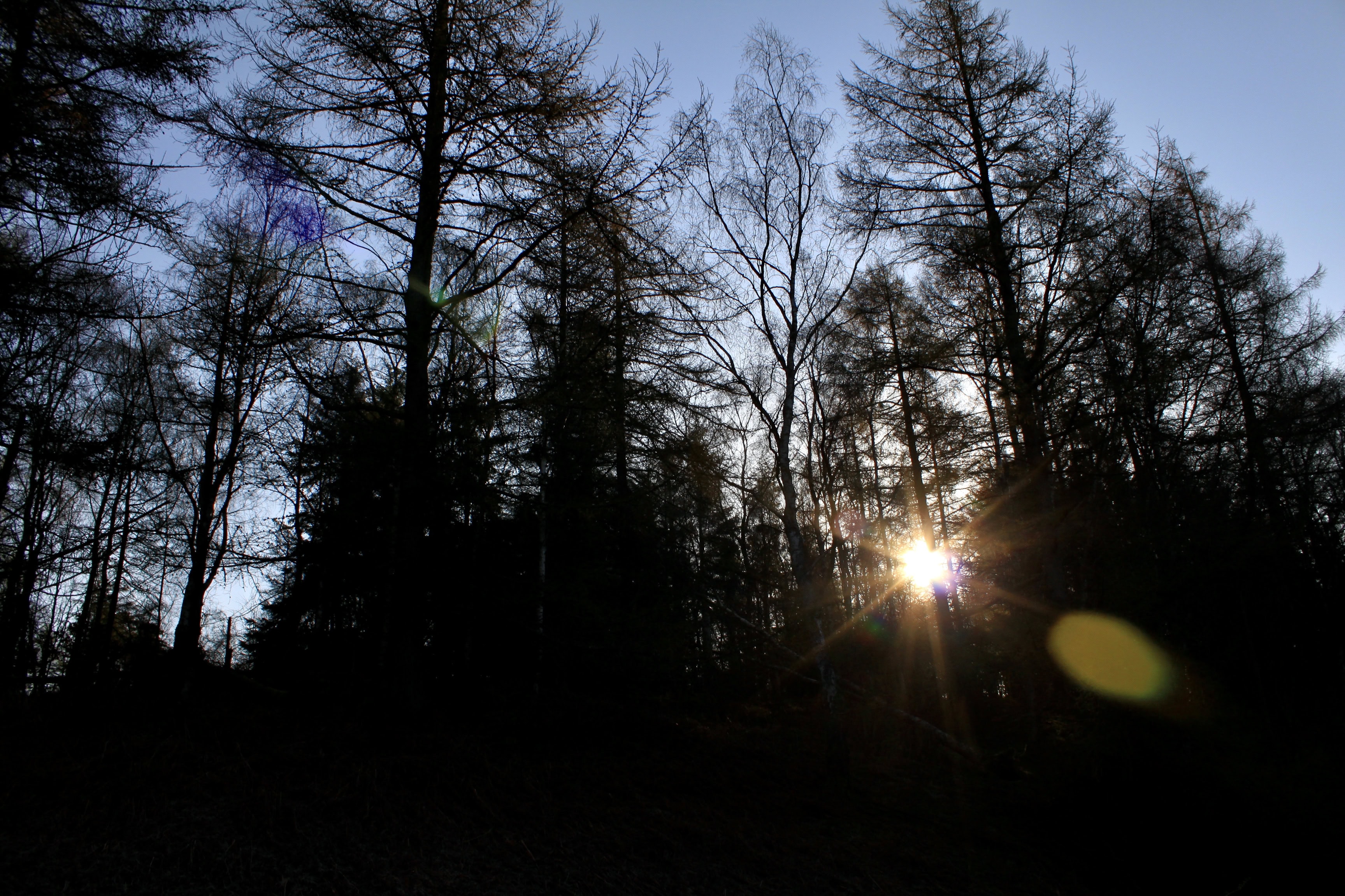 Bursting Through the Trees — Bright Squares Apr 17