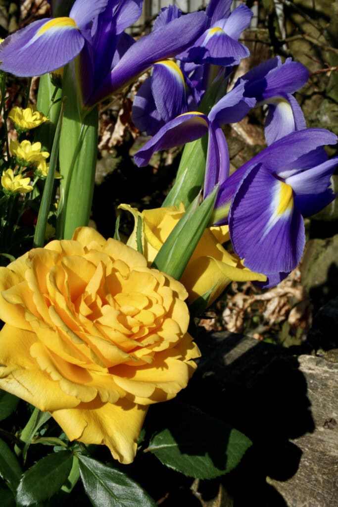 Yellow rose & irises
