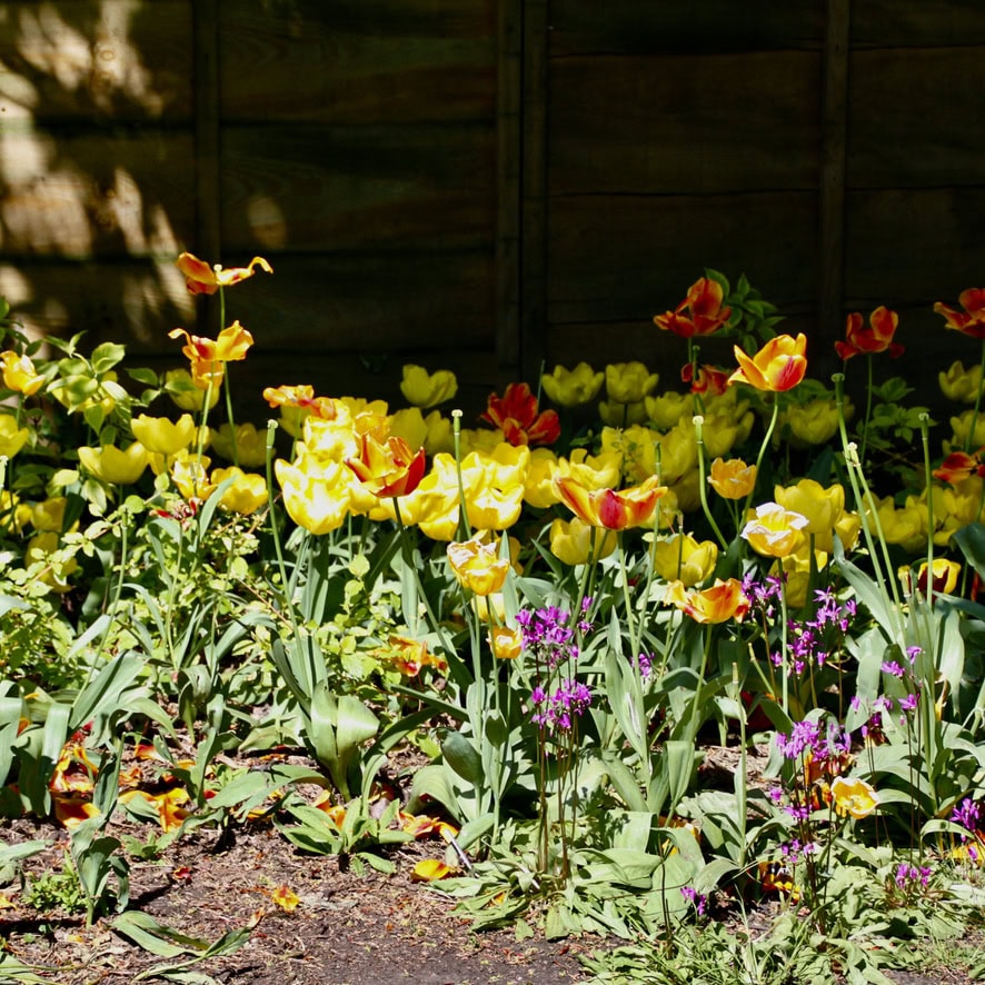 Tulips under a hedge