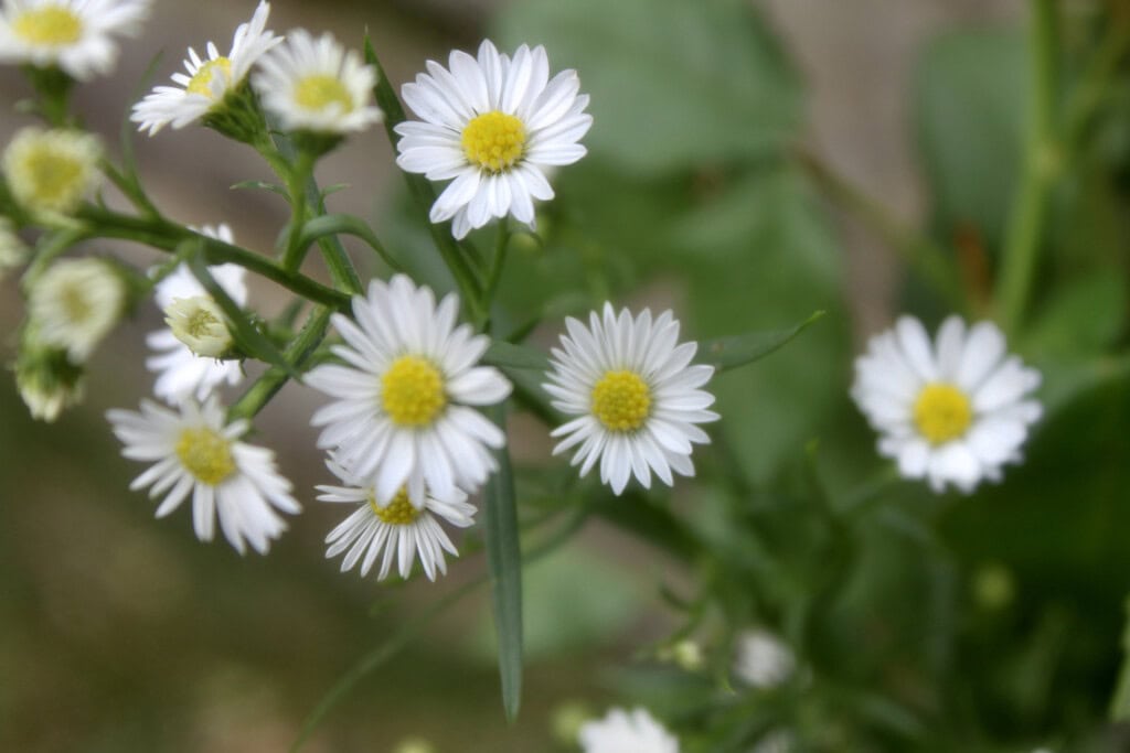 Daisies