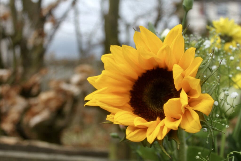 Sunflower