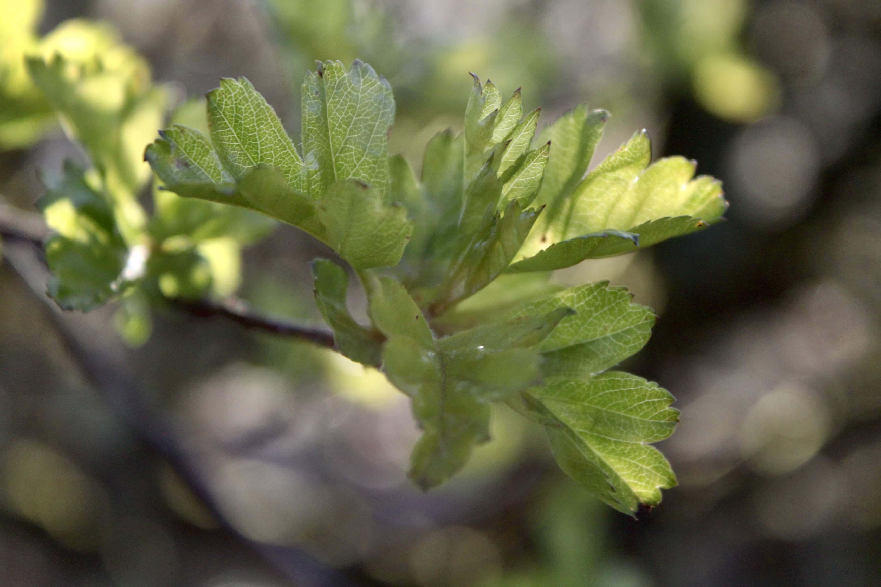 Green Textures — CFFC/CMMC
