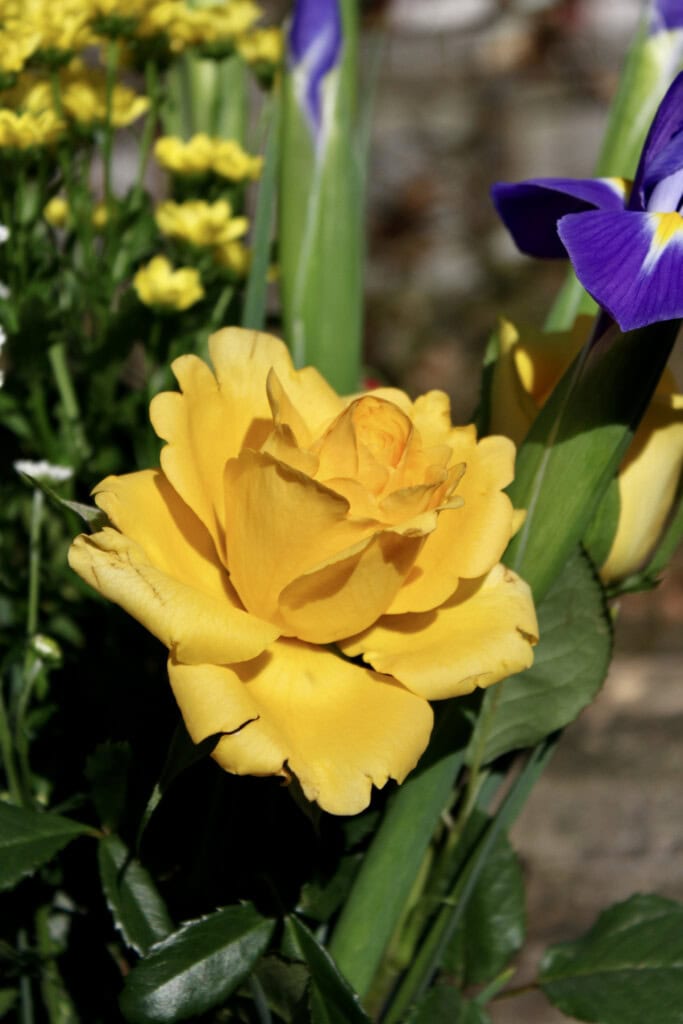 Yellow rose