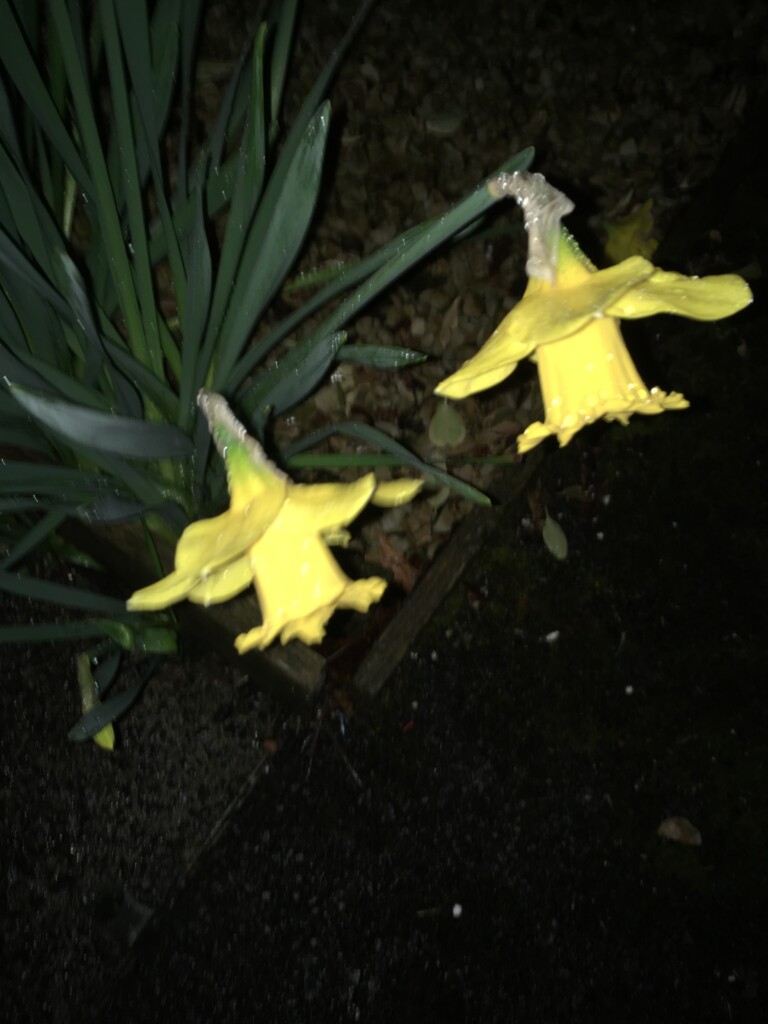 Daffodils on a dark, windy, rainy night