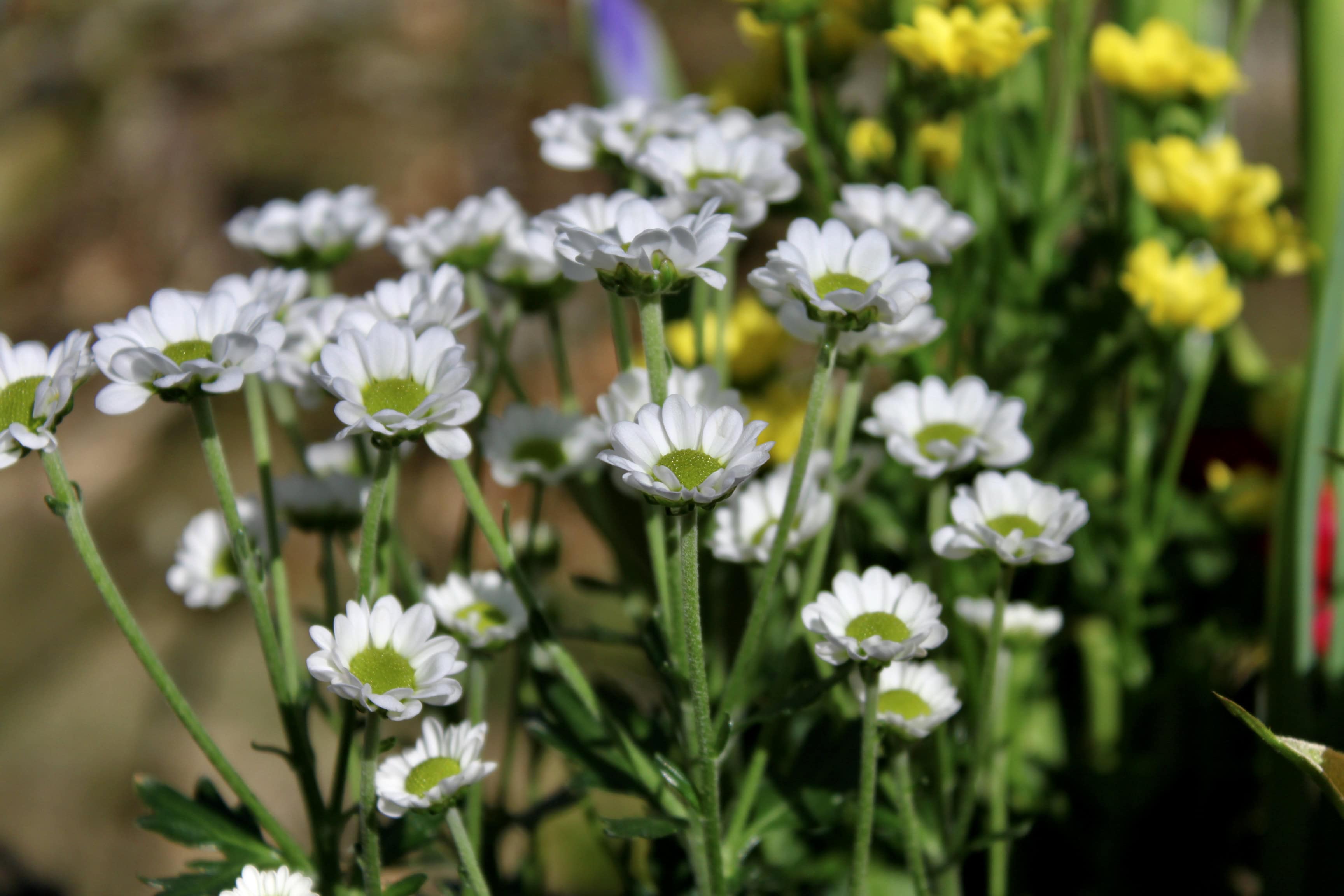White Chrysanths — FOTD Apr 30