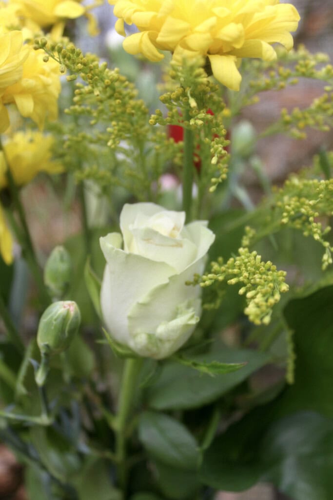 White rose
