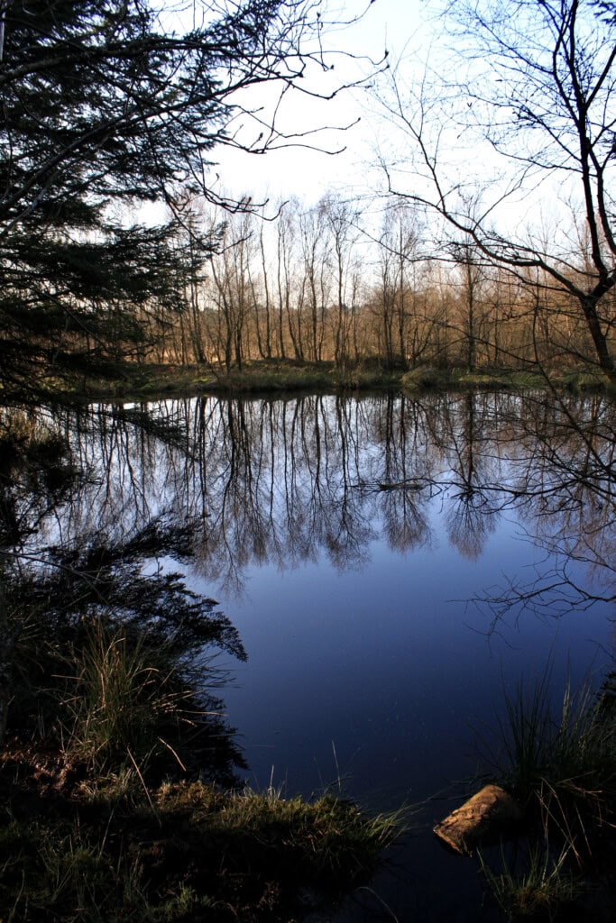 Trees reflected in a lochan