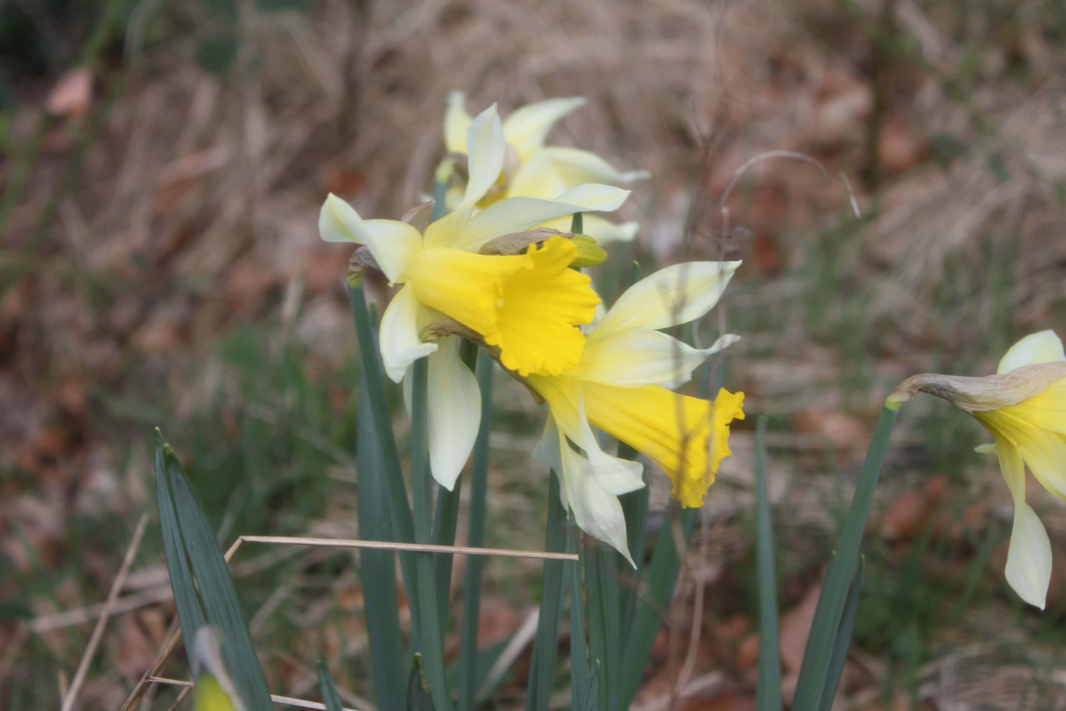 Daffodils — FOTD Apr 04