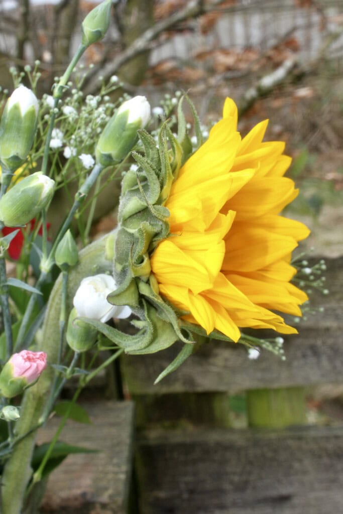 Sunflower side on