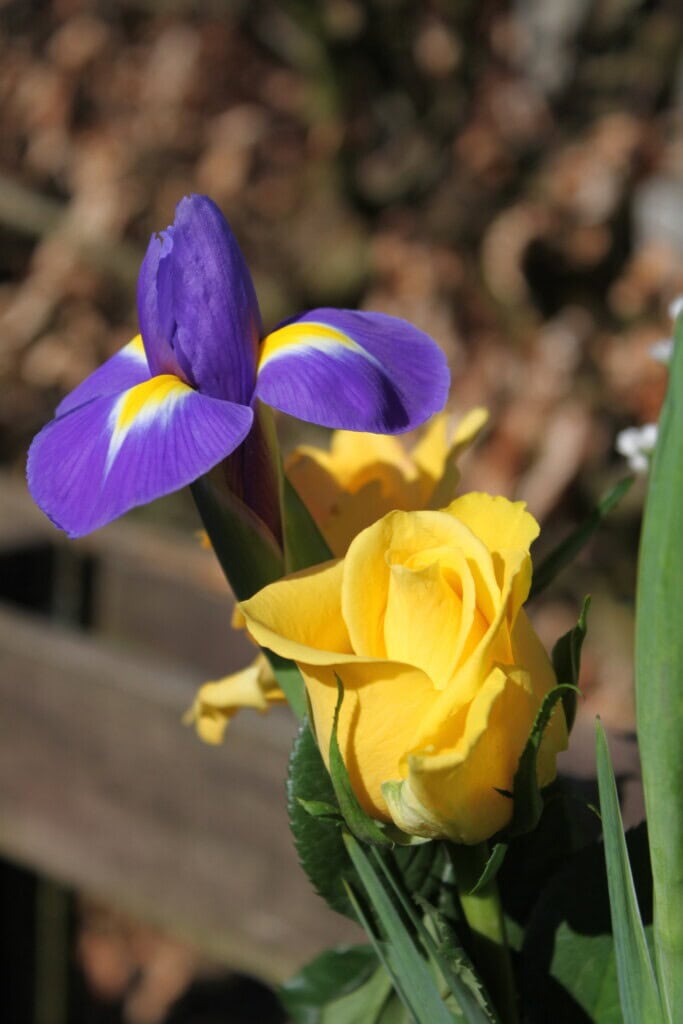 Iris & yellow rose