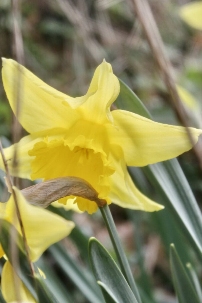 Daffodils