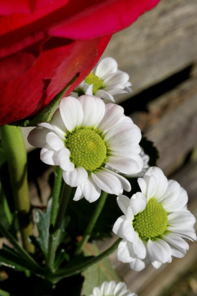 White chrysanth