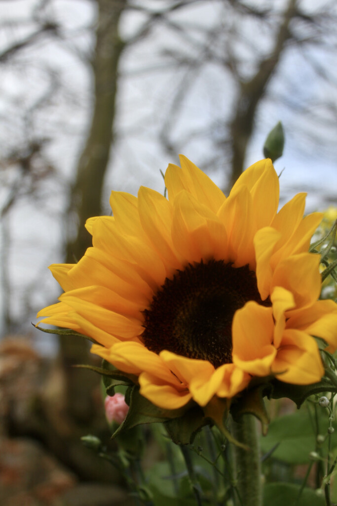 Sunflower