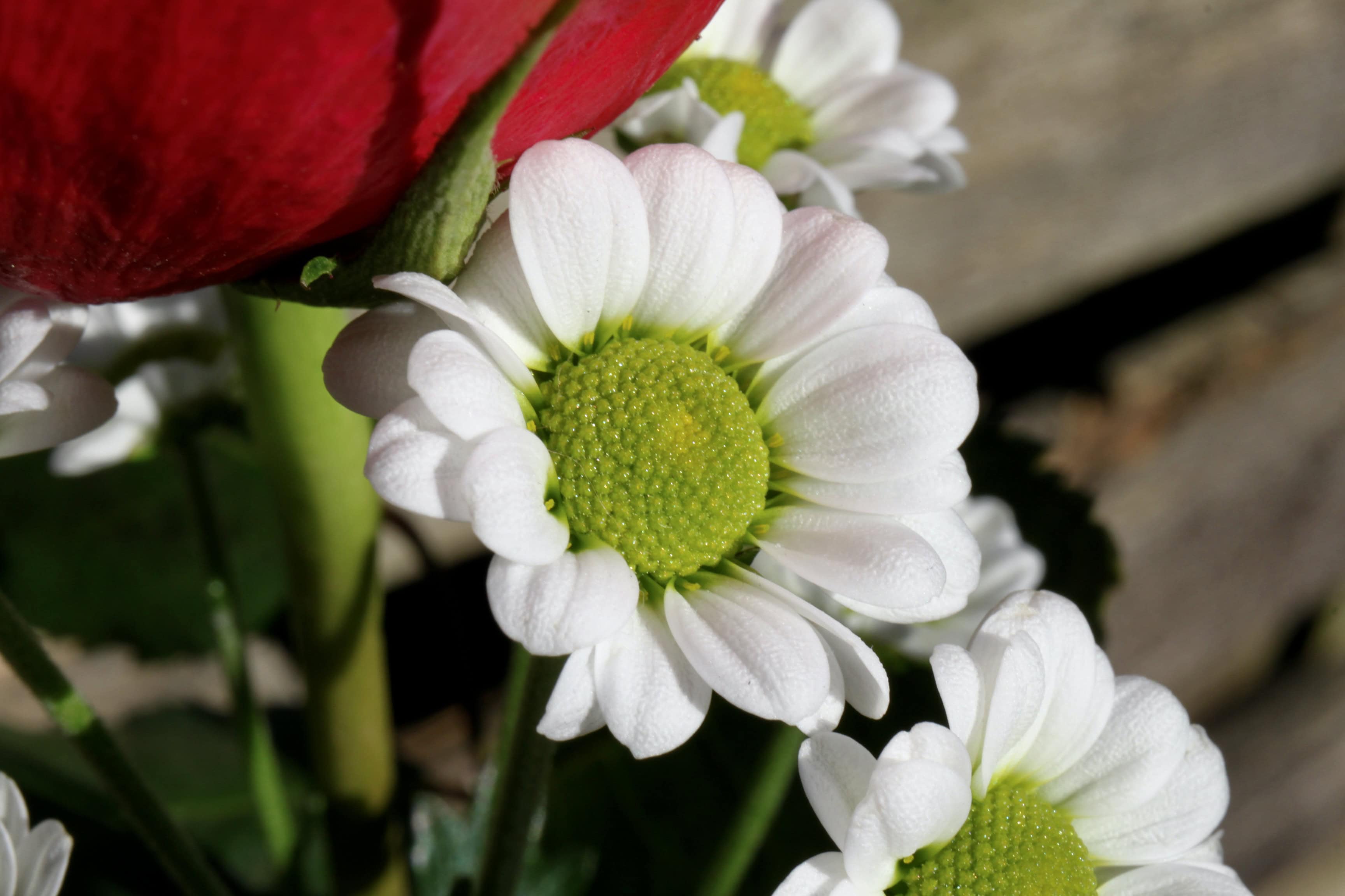 White Chrysanth — FOTD May 06