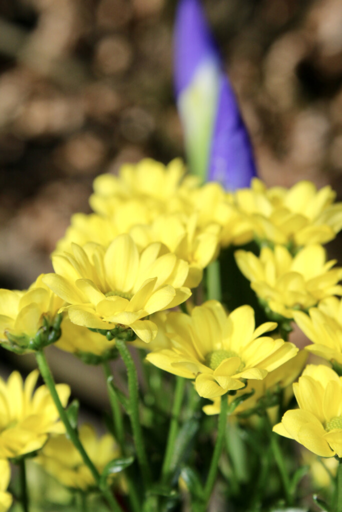 Yellow chrysanths