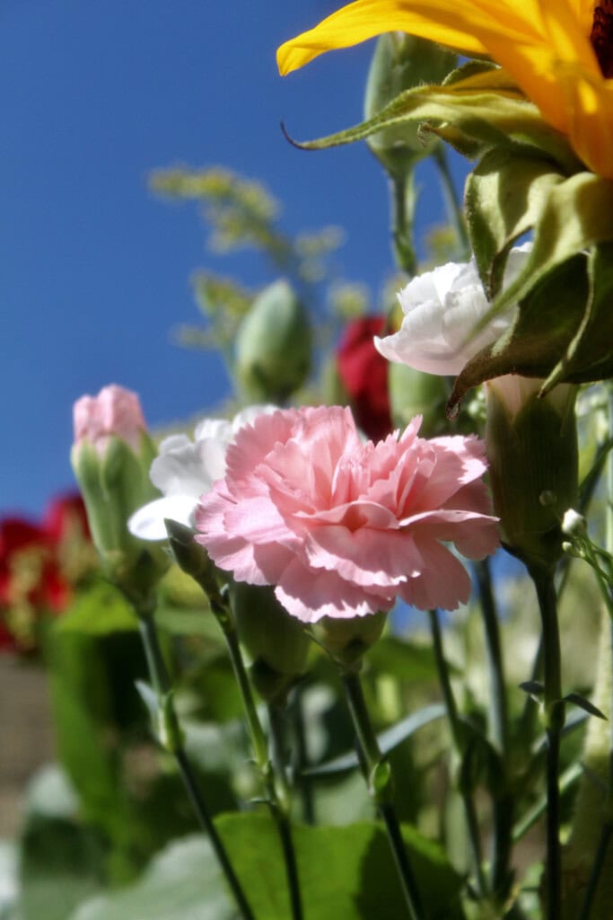 Carnation